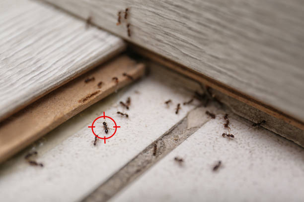 Best Best Pest Control Companies  in Edmundson, MO
