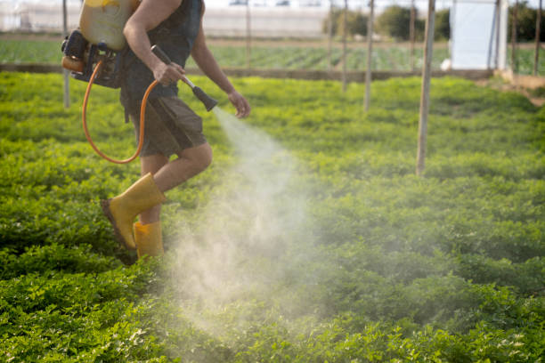 Best Ant Control Services  in Edmundson, MO