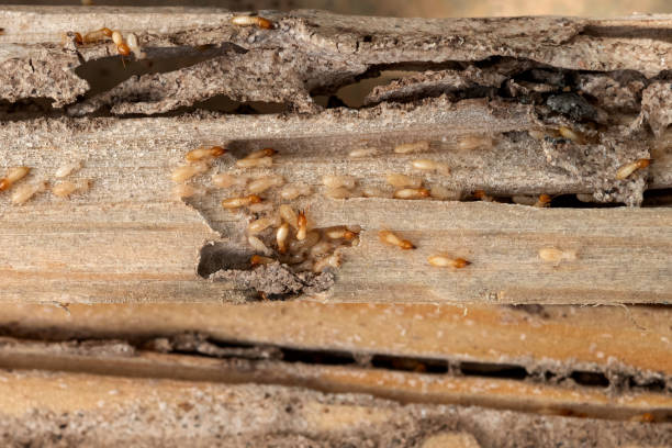 Best Local Pest Control Services  in Edmundson, MO